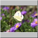 Kohlweissling im Flug 01.jpg